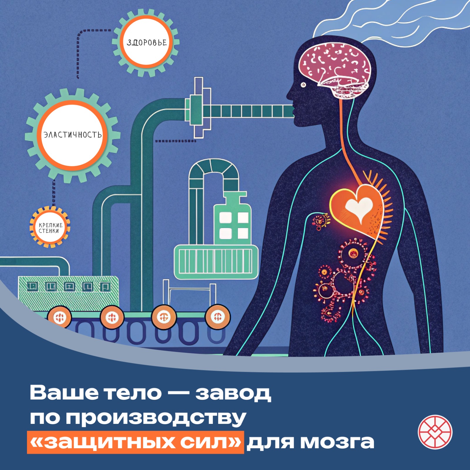 Ваше_тело__завод_по_производству_защитных_сил_для_мозга.jpeg